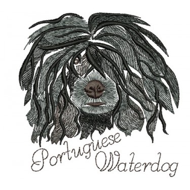 ANA PORTUGUESE WATERDOG COLORWASH 2