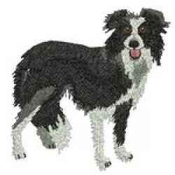 BORDER COLLIE