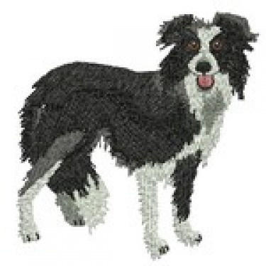 BORDER COLLIE