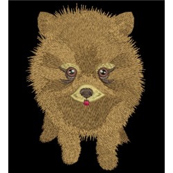 POM PUP