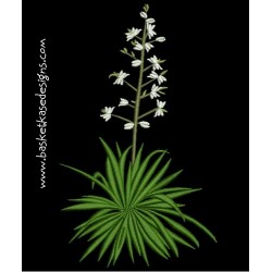 YUCCA